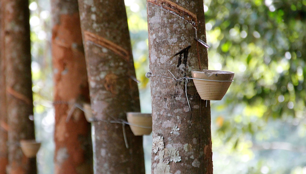 Natural rubber markets weak amid high stock levels, uncertainty