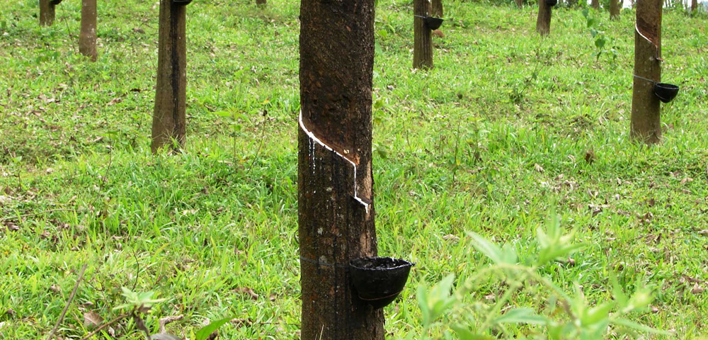 China investing in Sri Lanka’s plantations, focus on rubber development