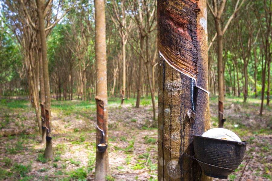 Pesquisadores de Harvard desenvolvem tecnologia para tornar a borracha natural mais resistente 