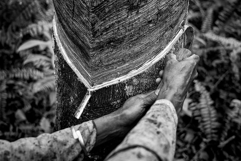 Pirelli photo series documents natural rubber cultivation