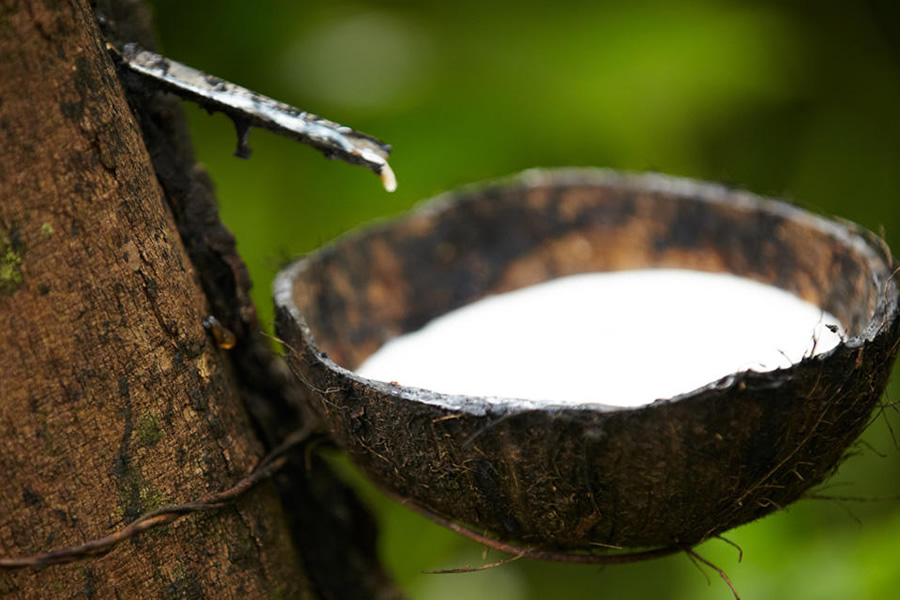 Alignment reached on sustainable natural rubber platform’s governance