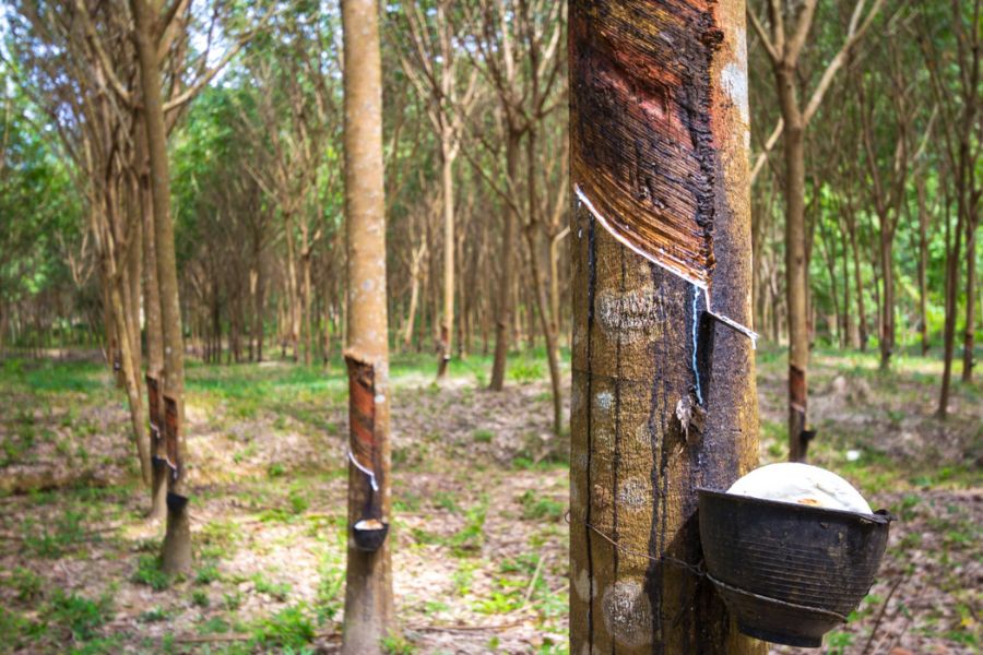 Bioeconomia leva "melhor borracha do mundo" de volta ao mercado na Amazônia Bioeconomia leva "melhor borracha do mundo" de volta ao mercado na Amazônia