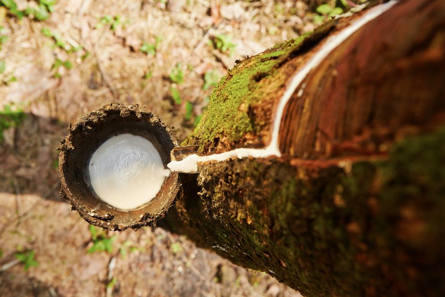 JPX anuncia recuperação nos preços futuros da borracha natural