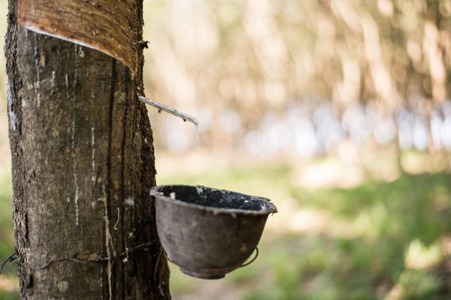 Mercur lança primeira borracha produzida com 100% de látex da Amazônia no Brasil