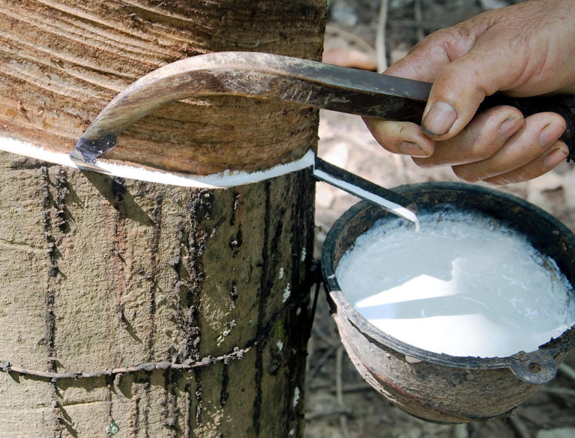 The price of natural rubber is getting higher in Malaysia
