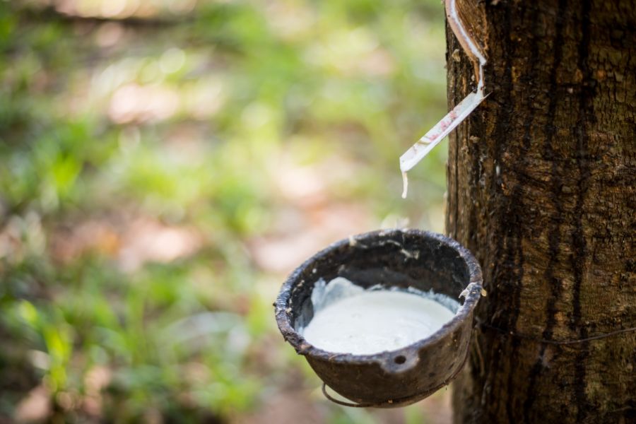 Renascimento da borracha põe economia sustentável de pé na Amazônia